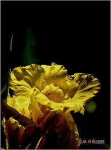 夏花不堪秋风寒,岁月流转的悲歌